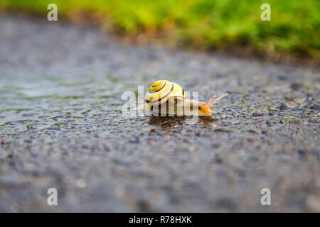 Grove snail (Cepaea nemoralis), on wet asphalt, Germany Stock Photo