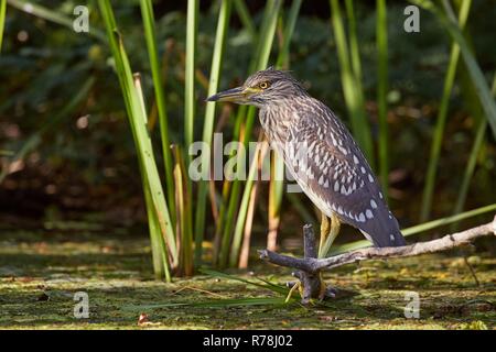 Bird fishing in the lake Stock Photo