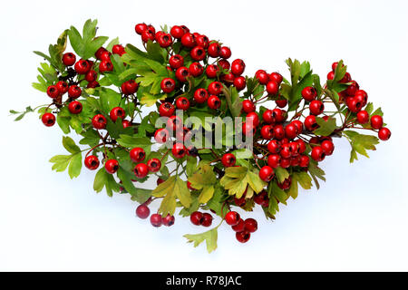 Ripe Common Hawthorn berries (Crataegus monogyna) Stock Photo