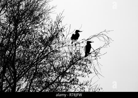 Two Cormorants (Phalacrocorax carbo) on a tree, silhouette, Hesse, Germany Stock Photo