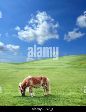 pony in nature Stock Photo