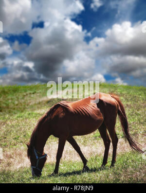 single horse in nature Stock Photo