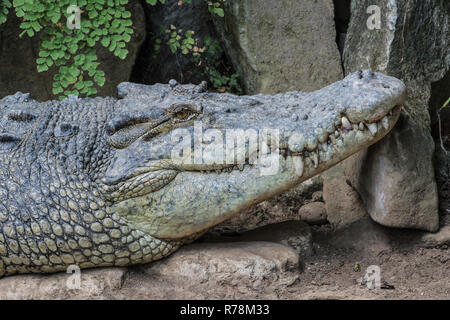 Saltwater Crocodile (Crocodylus porosus), Bali Reptile Park, Indonesia ...