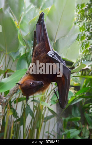 Large Flying Fox (Pteropus vampyrus) hanging in a tree, Bali, Indonesia Stock Photo