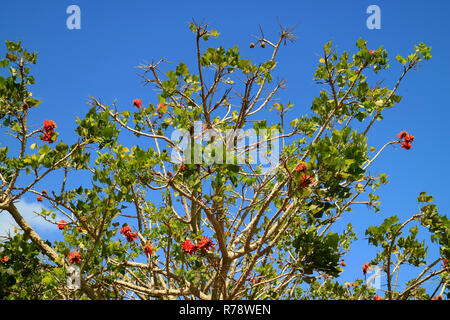 Flowering Coast Coral Tree with Orange Color Flowers against Vivid Blue Sky of Easter Island, Chile Stock Photo