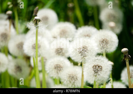 Dandelions snuggled in the grass Tarataxum officinale . Close up view. Selective focus Stock Photo
