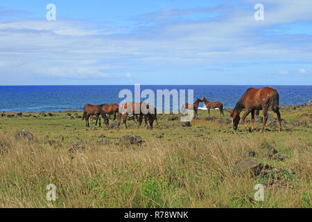 Group of wild horses grazing at seaside of Pacific ocean on Easter island, Chile, South America Stock Photo