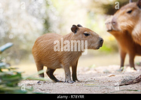 Very cute largest rodent Capybara (Hydrochoerus hydrochaeris) Stock Photo