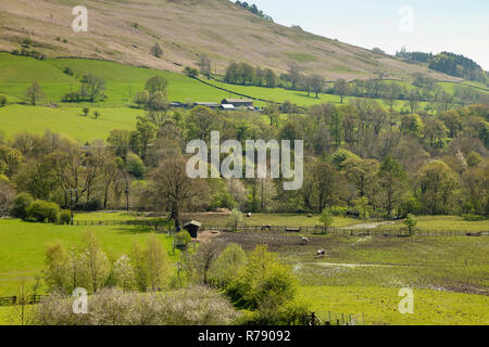 An image of horses wandering around looking for grazing food in a muddy paddock shot at Losehill, Derbyshire, England, UK Stock Photo