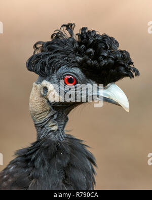 Crested Guineafowl (Guttera pucherani) - portrait showing crest of curly black feathers on the crown of its head Stock Photo