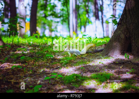 Gray Squirrel Sitting In The Grass Stock Photo