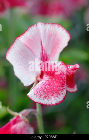 Lathyrus odoratus. 'Linda Carole' sweet pea flowers in an English garden, summer, UK Stock Photo