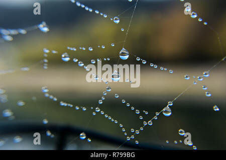 The abstraction. Dew drops on a spider web closeup/ abstract background from a brilliant web in dew - Image Stock Photo