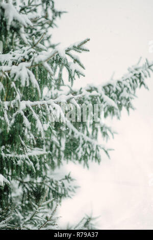 Snowfall on an evergreen branch Stock Photo