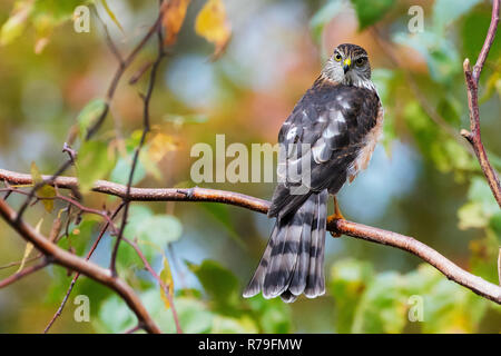 Sharp-shinned hawk perched among autumn foliage Stock Photo