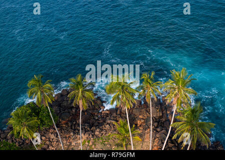 Sri Lanka, Dondra, 02/10/2014: a group of palm trees photographed by the lighthouse of the Bay of Dondra Stock Photo
