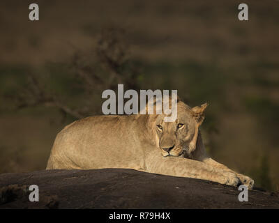 A young male lion (Panthera Leo) lies on a rock in the sun in the Masai Mara, Kenya Stock Photo