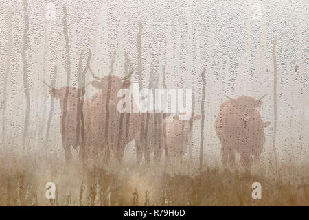 long horned cattle in the morning mist seen through raindrops on windshield of car Stock Photo