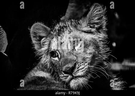 A beautiful portrait of a baby lion cub having a break in the shade in black and white Stock Photo