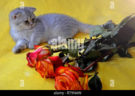 Little cute kitten lies on a yellow plaid near a bouquet of beautiful roses. Stock Photo