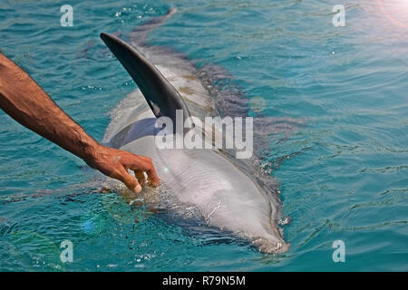 The rescued smiling dolphin holds its flippers with human hands. Sea dolphin Conservation Research Project in Eilat, Israel. saving animals, trusting  Stock Photo