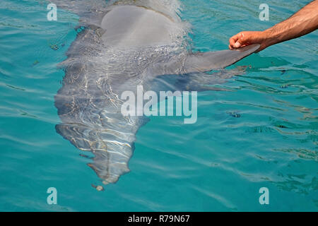 The rescued smiling dolphin holds its flippers with human hands. Sea dolphin Conservation Research Project in Eilat, Israel. saving animals, trusting  Stock Photo