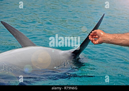 The rescued smiling dolphin holds its flippers with human hands. Sea dolphin Conservation Research Project in Eilat, Israel. saving animals, trusting  Stock Photo