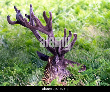 Wild male red deer hiding in the bush Stock Photo