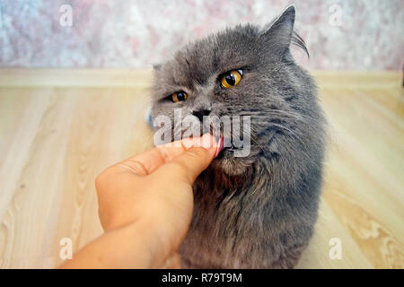 Female hand gives a feed to a gray big long-haired British cat. The cat eats food from the hands. Stock Photo