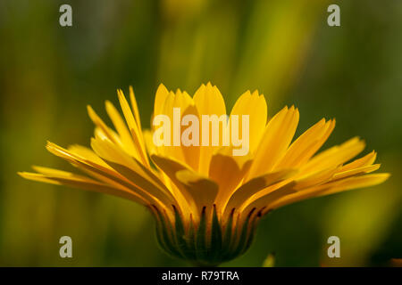 Marigold flower (Calendula officinalis) Stock Photo