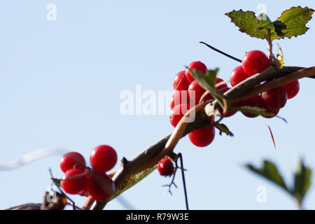 Black bryony (Tamus communis) berries Stock Photo