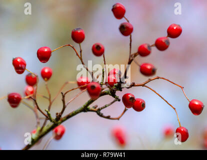 Red berries on Hawthorn tree (Crataegus monogyna) Stock Photo