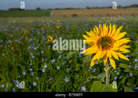 Sunflower (Helianthus spp) amongst other flowers in farm set aside Stock Photo