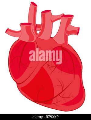 Internal organ of the person heart Stock Photo