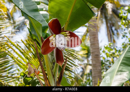 Banana inflorescence on banana tree. Bali, Indonesia. Stock Photo