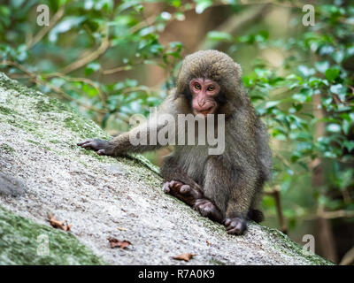 Yakushima macaques (Macaca fuscata yakui) in woodland in Western Yakushima, Japan. Stock Photo