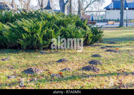 Molehill on the grass in the autumn park Stock Photo