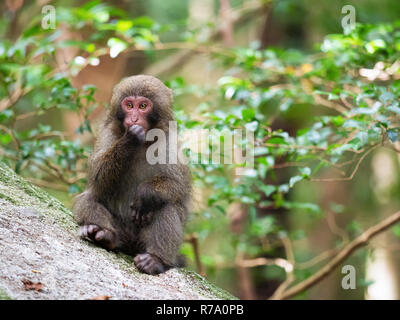 Yakushima macaques (Macaca fuscata yakui) in woodland in Western Yakushima, Japan. Stock Photo