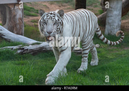 A Spectacular White Tiger shows off its elegant stripes and might (tigris bengalensis). Stock Photo