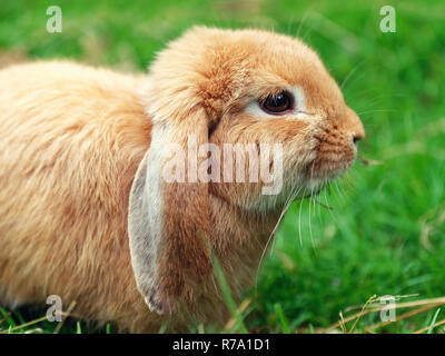 brown rabbit or bunny on green grass Stock Photo