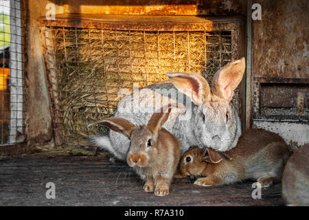 A big gray rabbit with small bunnies live in a cage with hay. Farm Livestock for sale. Stock Photo