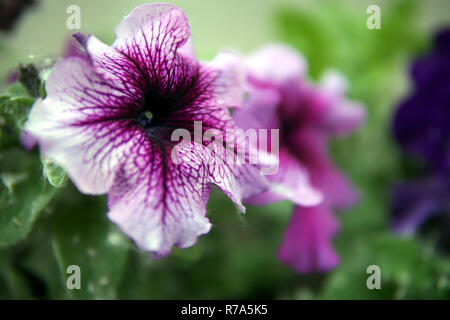Petunia flowers closeup Stock Photo