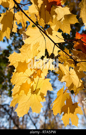 Yellow autumn maple leaves in bright sunlight against a blue sky. Bright autumn foliage. Shallow depth of field Stock Photo