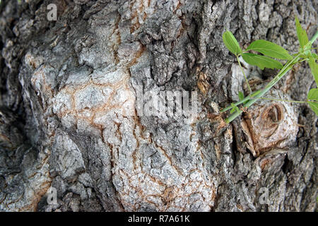 Large tree bark closeup Stock Photo