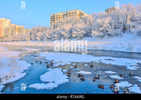 Beautiful winter urban landscape in frozen snowy city with wild ducks in the river and trees on shore with white hoarftost covered, Novokuznetsk, Russ Stock Photo