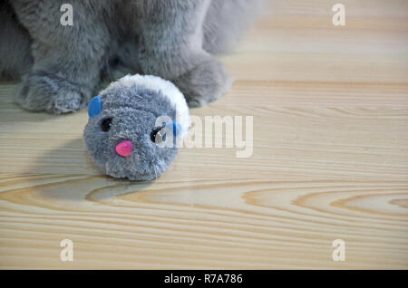 Feline fluffy paws close-up on a wooden floor. a gray long-haired cat and little fluffy toy mouse. Stock Photo