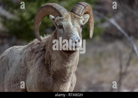 Portrait of the front view of a Ram Bighorn male Sheep in the wild in Banff National Park in Alberta Stock Photo