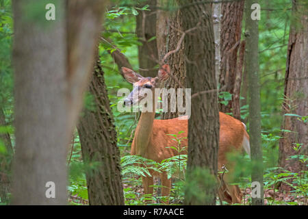 Hidden Deer in a Quiet Forest Stock Photo