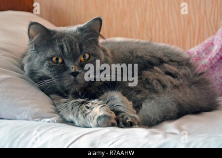 gray British striat cat with long hair lying on the bed and a white pillow. Morning with Highland straighter cat. Stock Photo