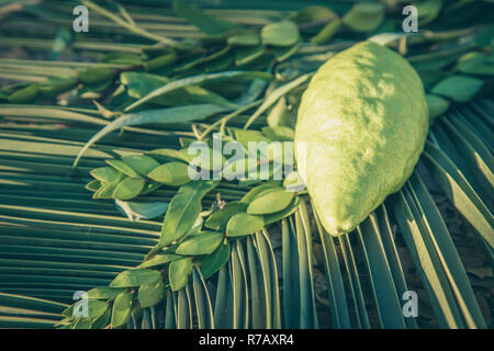 Traditional symbols (The four species) of jewish fall festival of Sukkot, etrog, palm branch, myrtle and willow. Stock Photo